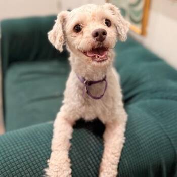 Chino Love -  Maltese and Miniature Poodle Dog for Adoption in Friendswood, Texas - Chino Love | PetCurious