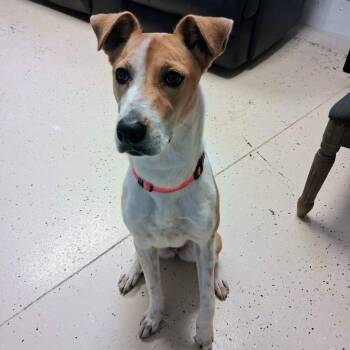 Sassafras -  Retriever Dog for Adoption in Blountville, Tennessee - Sassafras | PetCurious