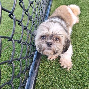 Flynn 2879 -  Shih Tzu and None Dog for Adoption in Loxahatchee Groves, Florida - Flynn 2879 | PetCurious