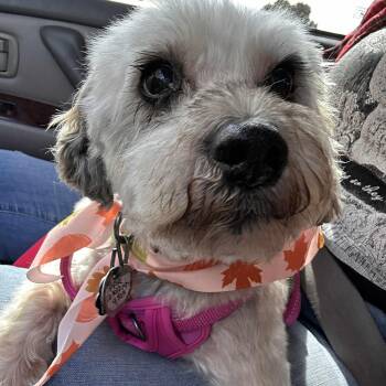 Pepper - Sponsor me -  Miniature Schnauzer Dog for Adoption in Homer Glen, Illinois - Pepper - Sponsor Me | PetCurious