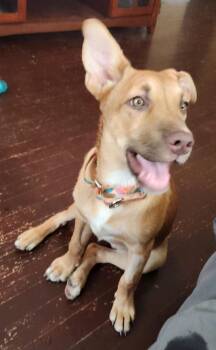 Rescue Shepherd Dogs for Adoption in Grand Island, Nebraska - Ella | PetCurious