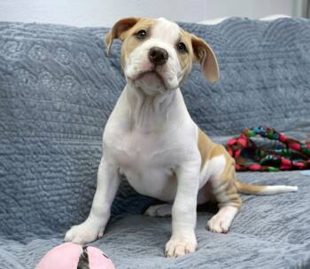 Terrier Dogs Available for Adoption in Charles Town, West Virginia - Leia | PetCurious