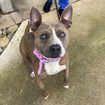Cheezit -  American Staffordshire Terrier Dog for Adoption in Greenville, South Carolina - Cheezit | PetCurious