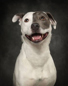 Rescue Pit Bull Terrier Dogs for Adoption in Seattle, Washington - Patches | PetCurious
