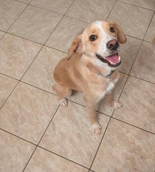 Marley -  Australian Shepherd and Australian Cattle Dog Blue Heeler Dog for Adoption in Yarnell, Arizona - Marley | PetCurious