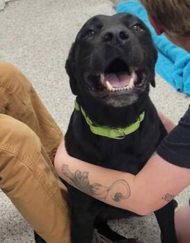 Ziti -  Labrador Retriever and Mixed Breed Dog for Adoption in Kansas City, Missouri - Ziti | PetCurious
