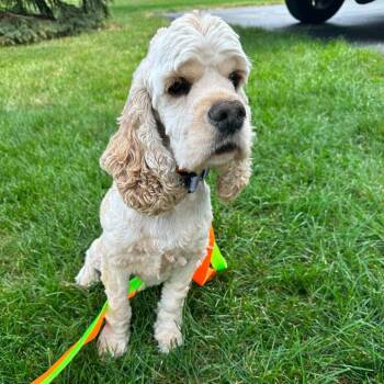 Tanner -  Cocker Spaniel Dog for Adoption in Campton Hills, Illinois - Tanner | PetCurious