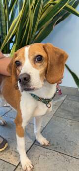 Beagle Dogs Available for Adoption - Morrissey | PetCurious