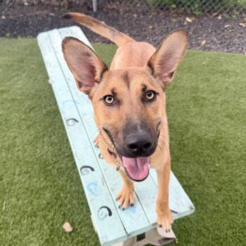 SASHA -  Mixed Breed Dog for Adoption in Cranston, Rhode Island - SASHA | PetCurious
