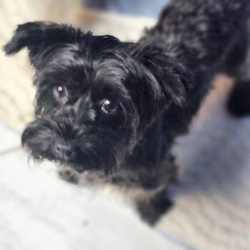 Hallie -  Yorkshire Terrier Dog for Adoption in Walnutport, Pennsylvania - Hallie | PetCurious