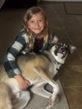 Rescue German Shepherd Dog Dogs for Adoption in Farmingville, New York - Milo | PetCurious