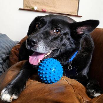 Baxter (Reduced Rover) -  Australian Kelpie Dog for Adoption in Abbotsford, British Columbia - Baxter (Reduced Rover) | PetCurious