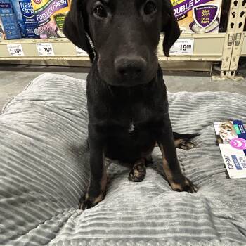 Rescue Labradoodle and Black Labrador Retriever Dogs for Adoption in Baker, Louisiana - JD | PetCurious