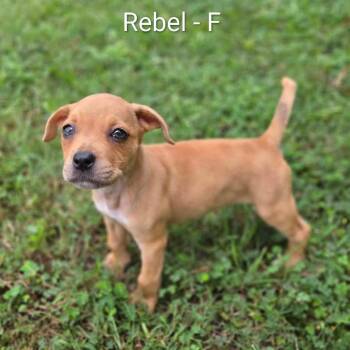 Rebel -  Retriever and Mixed Breed Dog for Adoption in Griswold, Connecticut - Rebel | PetCurious