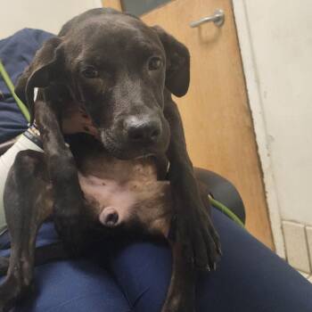 Cuddly -  Mixed Breed Dog for Adoption in Charleston, West Virginia - Cuddly | PetCurious