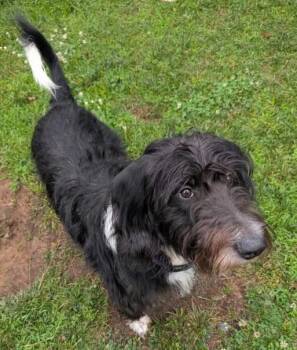 Pluto -  Airedale Terrier and Poodle Dog for Adoption in Richboro, Pennsylvania - Pluto | PetCurious