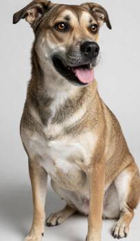 MILO -  Carolina Dog and Black Mouth Cur Dog for Adoption in Houston, Texas - MILO | PetCurious