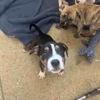 Toby -  Mixed Breed Dog for Adoption in Bentonville, Arkansas - Toby | PetCurious