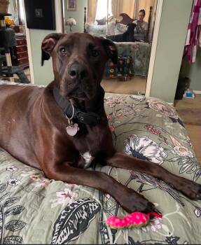 Zeus    (Koda) -  Doberman Pinscher and Pit Bull Terrier Dog for Adoption - Zeus    (Koda) | PetCurious