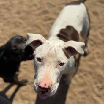 Wednesday -  Labrador Retriever and Mixed Breed Dog for Adoption in North Charleston, South Carolina - Wednesday | PetCurious