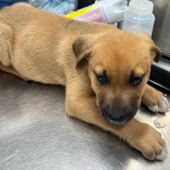 Labrador Retriever and Mixed Breed Dogs Available for Adoption - Pea Pod | PetCurious