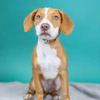 Mixed Breed Dogs Available for Adoption in Portland, Oregon - Simon | PetCurious