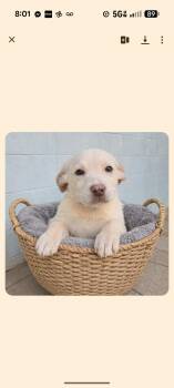 Labrador Retriever Dogs Available for Adoption - BUNNY | PetCurious