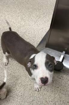 Mickey -  Terrier and Mixed Breed Dog for Adoption in Conway, Arkansas - Mickey | PetCurious