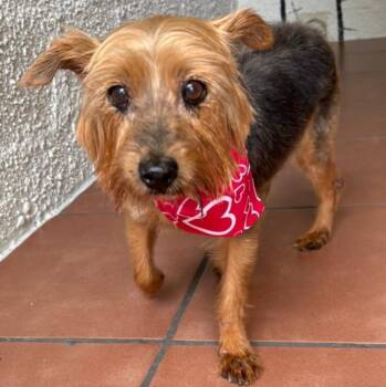 Yorkshire Terrier Dogs Available for Adoption - Rudy | PetCurious