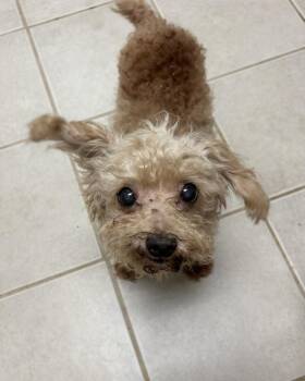 Poodle Dogs Available for Adoption in Osage Beach, Missouri - Toad | PetCurious