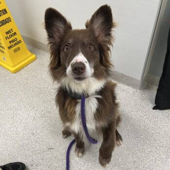 Marcy -  Border Collie Dog for Adoption - Marcy | PetCurious