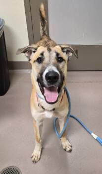 Peaches -  Staffordshire Bull Terrier and Husky Dog for Adoption in Christiansburg, Virginia - Peaches | PetCurious