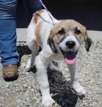 Nabisco -  Hound and Mixed Breed Dog for Adoption in Vacaville, California - Nabisco | PetCurious