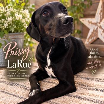 Prissy LaRue -  Black Labrador Retriever and Pointer Dog for Adoption in Livingston, Texas - Prissy LaRue | PetCurious