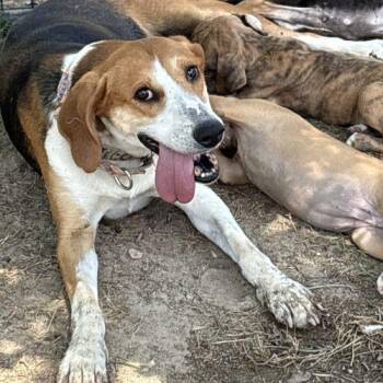 Gracie -  American Foxhound and Black And Tan Coonhound Dog for Adoption in Sanford, North Carolina - Gracie | PetCurious