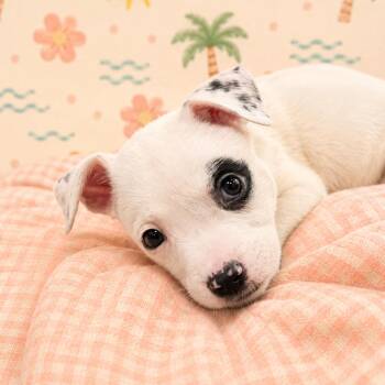 Petal -  Mixed Breed Dog for Adoption in Brockton, Massachusetts - Petal | PetCurious