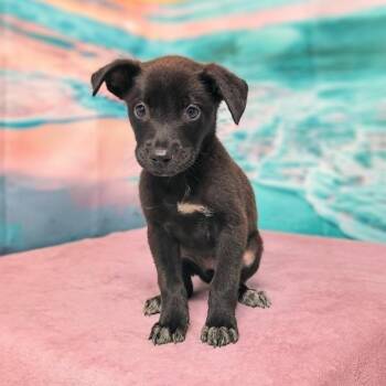 Gigi -  Jack Russell Terrier and Chihuahua Dog for Adoption in Griswold, Connecticut - Gigi | PetCurious