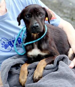 Tiramisu -  Mixed Breed Dog for Adoption in Merriam, Kansas - Tiramisu | PetCurious