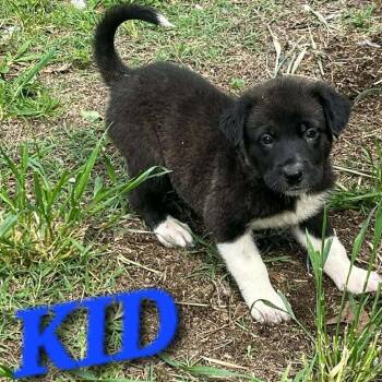 German Shepherd Dog and Great Pyrenees Dogs Available for Adoption in Andover, Massachusetts - Kid Enchanted | PetCurious