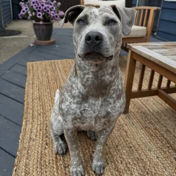 Nellie -  Pit Bull Terrier and Catahoula Leopard Dog Dog for Adoption in Detroit, Michigan - Nellie | PetCurious