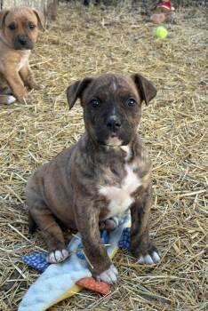 Mixed Breed Dogs Available for Adoption in Cando, Saskatchewan - Kale | PetCurious