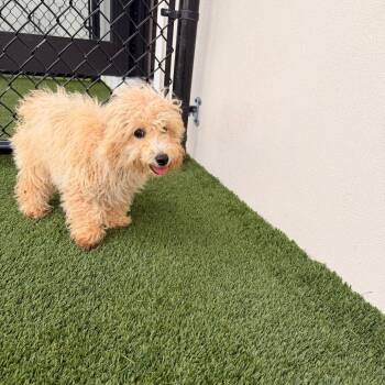 Lock 7132 -  Poodle Dog for Adoption in Loxahatchee Groves, Florida - Lock 7132 | PetCurious