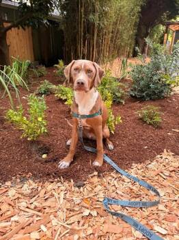 Birdie Bright Eyes -  Labrador Retriever and Hound Dog for Adoption in Friendswood, Texas - Birdie Bright Eyes | PetCurious