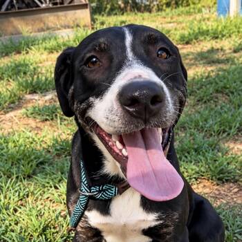 Virginia -  Terrier and Black Mouth Cur Dog for Adoption in Queen City, Texas - Virginia | PetCurious