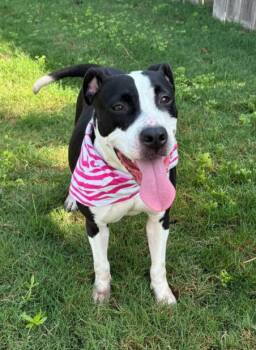 Addie -  Pit Bull Terrier Dog for Adoption in Mooresville, North Carolina - Addie | PetCurious
