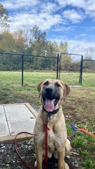 Rescue Tosa Inu Dogs for Adoption in Montreal, Quebec - Nala | PetCurious