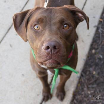 Labrador Retriever Dogs Available for Adoption in Washington, District Of Columbia - Rooster | PetCurious