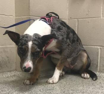 MALIBU -  Catahoula Leopard Dog and Border Collie Dog for Adoption in Conroe, Texas - MALIBU | PetCurious