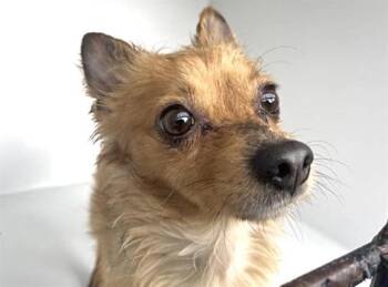 Chihuahua Dogs Available for Adoption - A654094 | PetCurious