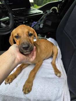 Rescue Boxer and Mixed Breed Dogs for Adoption in Conroe, Texas - LORNA | PetCurious